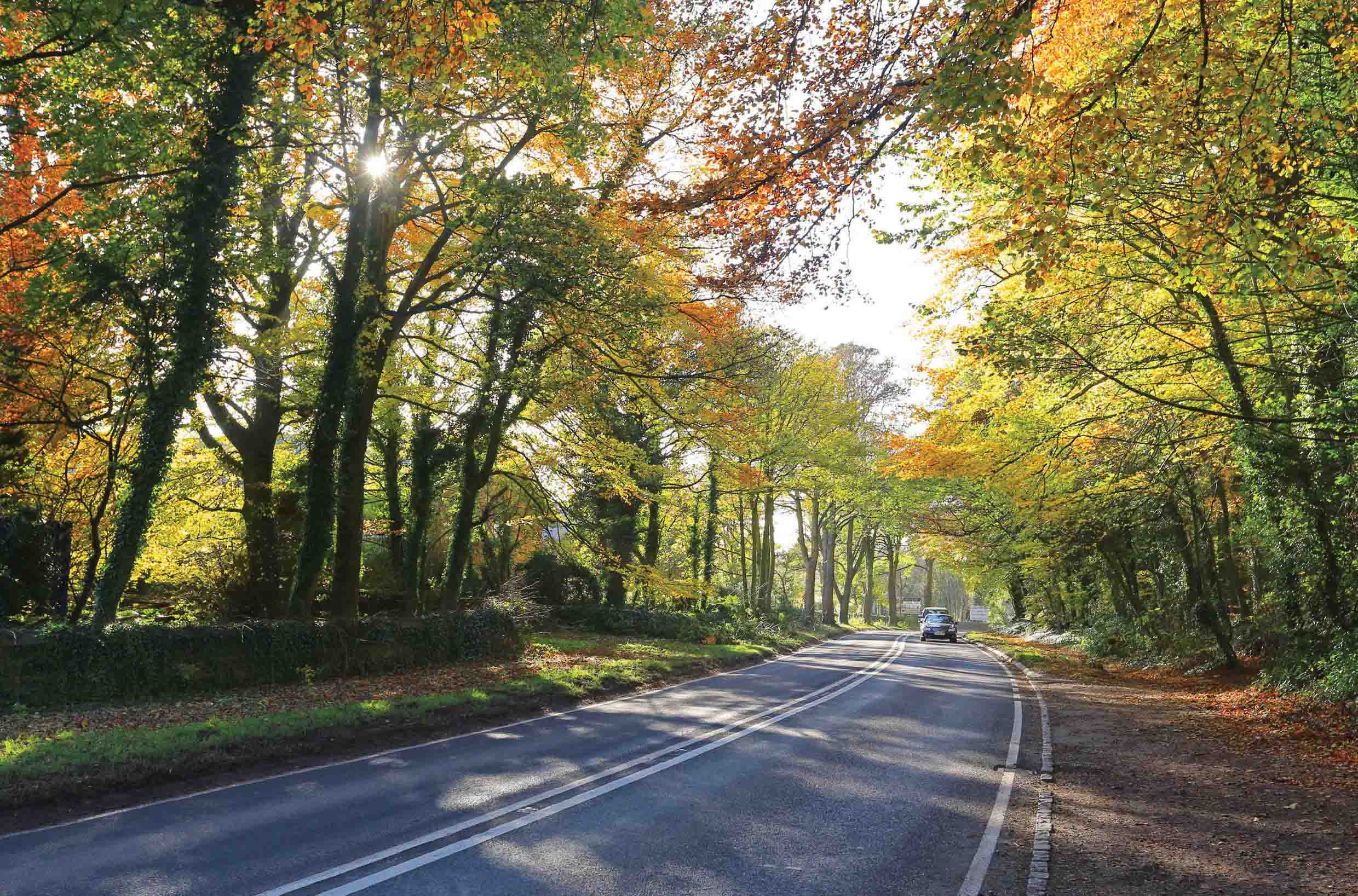 road through the woods