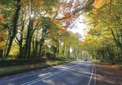 road through the woods