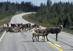 Reindeers road (photo credit VisitFinland)