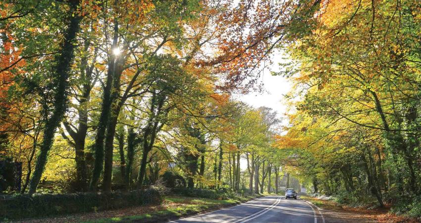 road through the woods