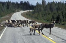 Reindeers road (photo credit VisitFinland)