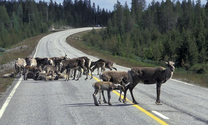 Reindeers road (photo credit VisitFinland)